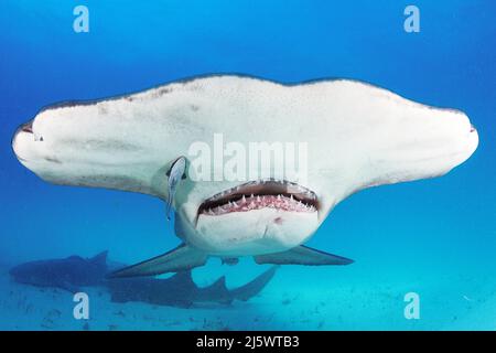 Great Hammerhead Shark (Sphyrna mokarran), Bimini, Bahamas, Caribbean, Atlantic ocean Stock Photo