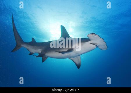 Great Hammerhead Shark (Sphyrna mokarran), Bimini, Bahamas, Caribbean, Atlantic ocean Stock Photo