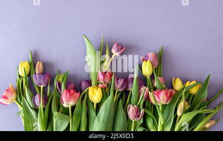 Flat lay, tulips on a colored background. Stock Photo
