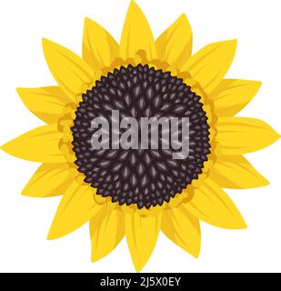 Bright sunflower flower with yellow leaves and black seeds. Element of nature, plant for decoration and design. Vector flat illustration Stock Vector