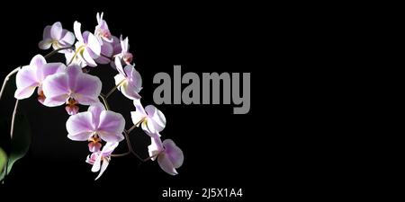 Orchids purple-white buds. Orchid banner on a dark background. Phalaenopsis bud. A branch of flowers. Delicate flower. Place for text. Black background copy space. Stock Photo
