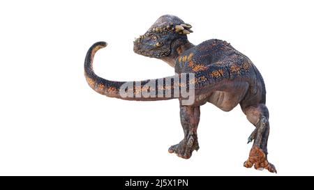Pachycephalosaurus, dinosaur from the Late Cretaceous period, isolated ...
