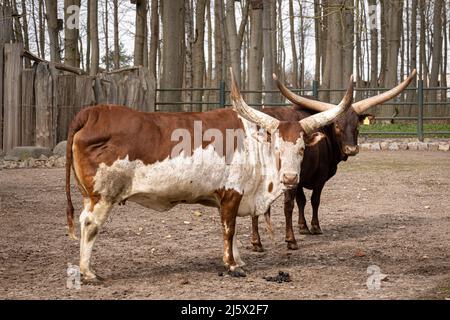 Two horned cows in the zoo, rare animals. Stock Photo