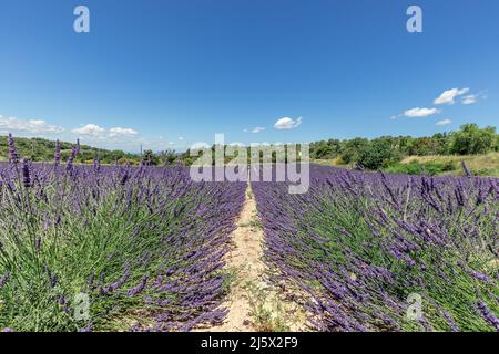 Two slender endless parallel rows of lavender bushes on field surrounded by forest under clear summer sky. Vaucluse, Provence, France Stock Photo