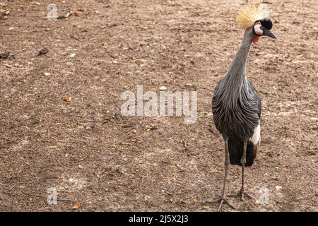 A beautiful peacock with a hidden tail stands on the ground. Stock Photo