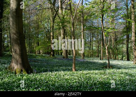 Wild garlic and bluebells growing amongst the trees of and English forest. Stock Photo