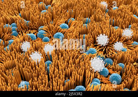 Covid 19 viruses stuck on trachea lining (surface) - isometric view 3d illustration Stock Photo