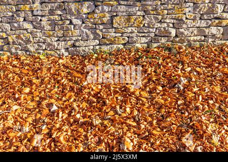Autumn in the Cotswolds - A dry stone wall and beech leaves near the small town of Minchinhampton, Gloucestershire, England UK Stock Photo
