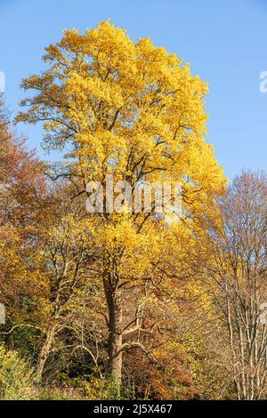 Autumn in the Cotswolds - A tulip tree in the small town of Nailsworth, Gloucestershire, England UK Stock Photo