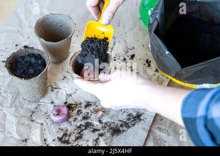 process of planting bulbous plants in a peat pot for breeding flowers Stock Photo