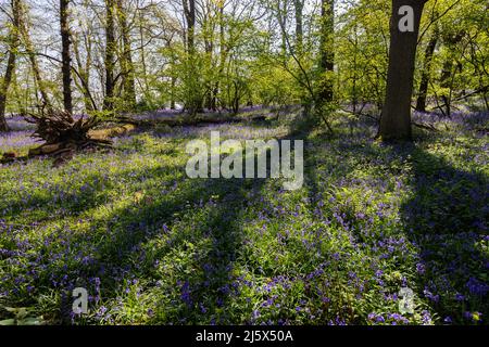 Sunlight on English bluebells (Hyacinthoides non-scripta) flowering in bluebell woods in spring, Hatchlands Park, Guildford, Surrey, southeast England Stock Photo