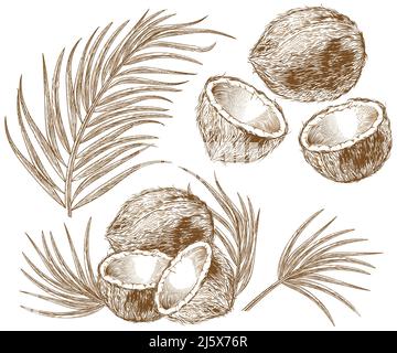 Engraved illustration of coconuts and palm leaves. Vector hand drawn sketch of tropical food and plant in vintage etching style isolated on white back Stock Vector
