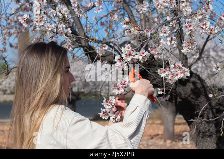 Young woman gardener pruning almond trees with pruning scissors under hot sunny day Stock Photo