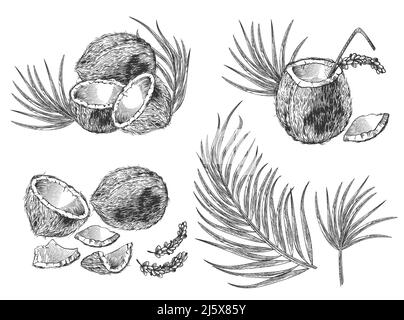 Engraved illustration of coconuts, palm leaves and cocktail. Vector hand drawn sketch of tropical food, drink and flowers in vintage etching style iso Stock Vector