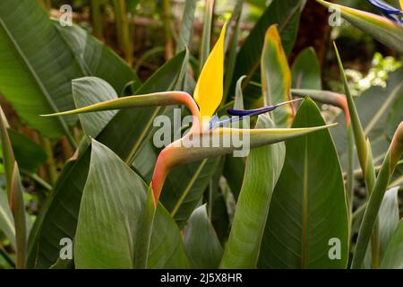 Brightly multi-coloured exotic, tropical bird of paradise house plant. Strelitzia reginae, a fantastic feature plant. Stock Photo