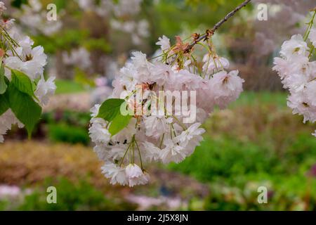 Light pink Cherry blossom, Prunus Shogetsu, a small deciduous tree. Close-up. Stock Photo