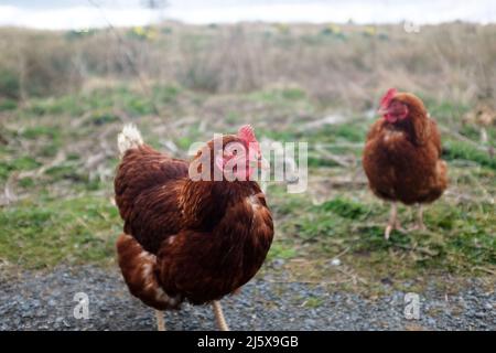 2 reddy brown hens in a rural location Stock Photo