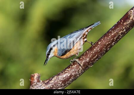 Wood nuthatch (Sitta europaea) walking upside down on a trunk, Valais, Switzerland Stock Photo