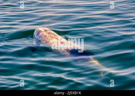 Risso's Dolphin (Grampus griseus) at the surface of Monterey Bay in California USA exhaling to take another breath. Stock Photo
