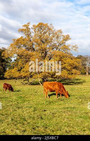 Cattle grazing beside an oak tree in autumn alongside the Cotswold Way National Trail at Stanway, Gloucestershire, England UK Stock Photo