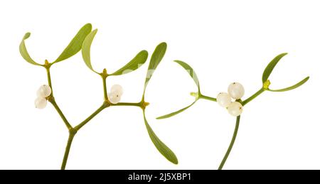 Mistletoe  with berries isolated on white Stock Photo