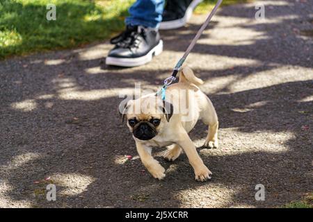 Cute fawn-coloured Pug also called Dutch Bulldogs, with wrinkly, short-muzzled face a curly tail on a leash enjoying a walk in the park. Stock Photo