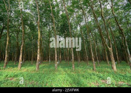 Cultivation of rubber trees with cuts in the bark, which were made to bleed the sap, which after being extracted from the rubber tree is transformed i Stock Photo