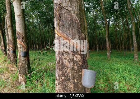 Rubber trees with cuts in the bark, which were made to bleed the sap, which after being extracted from the rubber tree is transformed into rubber. Stock Photo