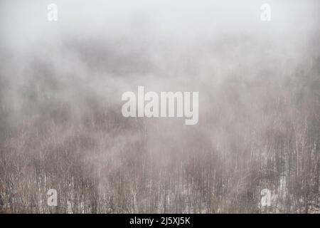 Evaporation of moisture over a winter forest with trees in the snow. Fog on snow-covered nature in a bleak landscape Stock Photo