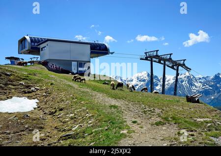 Jerzens, Austria - June 24th 2016: Sheeps on mountain pasture around summit station of cable car Stock Photo