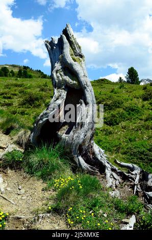 Austria, Tirol, tree stump on mountain pasture Stock Photo