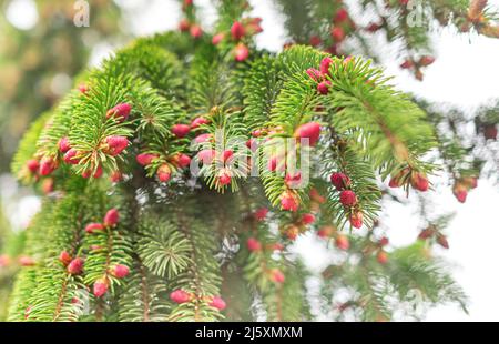 Young cones on a spruce. Stock Photo