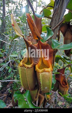 Veitch's Kannenblatt (Nepenthes veitchii), fleischfressende tropische Pflanze im Regenwald, Borneo, Malaysia | Veitch's pitcher-plant (Nepenthes veitc Stock Photo