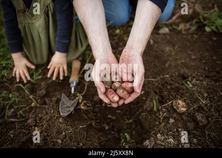 Close up hands cupping fresh harvested fingerling potatoes Stock Photo