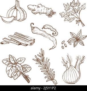 Hand drawn herbs leaves and roots spices set in retro style isolated vector illustration Stock Vector