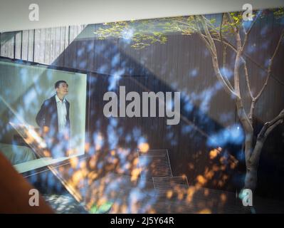 Man looking out bedroom window at sunny courtyard with tree Stock Photo