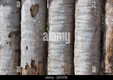 Old fence made of palm trunks. Background photo texture, close up Stock Photo