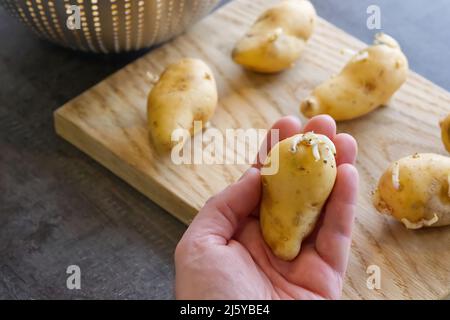 Hand holds sprouted potatoes. seed potatoes with sprouts in the background. Preparing root crops for planting. Agriculture and farming. Stock Photo