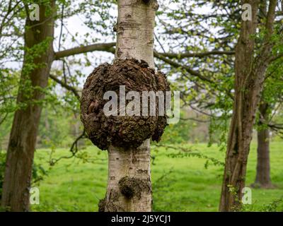 Large burr on a silver birch tree trunk Stock Photo