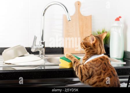 The cat helps the owner wash the dishes in the kitchen. Everyday lifestyle in a real interior. Stock Photo