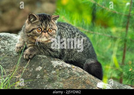 A cute brown tabby cat sits exotically on a large gray stone in the park on a summer day. The Persian kitten is afraid of traveling outdoors and looks Stock Photo