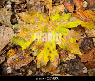 Bigleaf maple leaf with fall color; North Fork Trail, Willamette National Forest, Oregon. Stock Photo