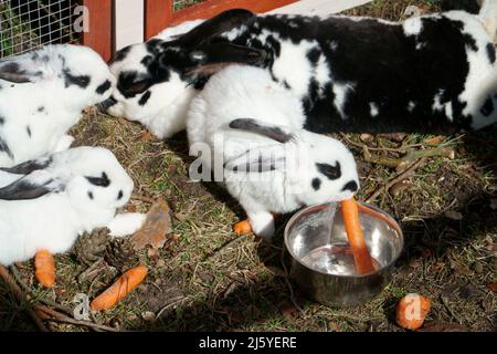 A rabbit eating the carrot. Livestock and animal husbandry. The rabbits in white with black colors gnaws food. Stock Photo