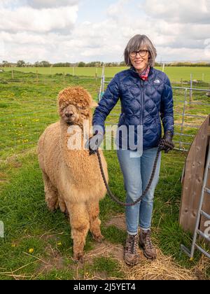 Mature caucasian female walking adult alpaca with a leading rope in the UK countryside Stock Photo