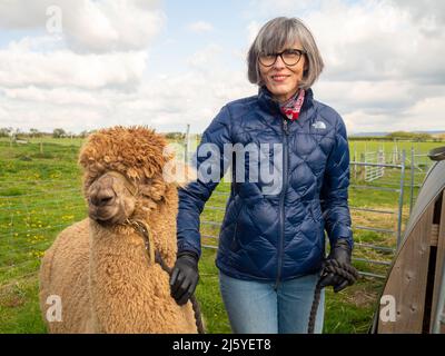 Mature caucasian female walking adult alpaca with a leading rope in the UK countryside Stock Photo