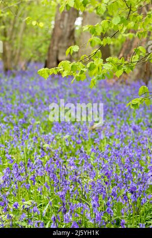 A carpet of bluebells in woodland ( Dockey Wood ) on the Ashridge Estate in Buckinghamshire. Stock Photo