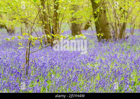 A carpet of bluebells in woodland ( Dockey Wood ) on the Ashridge Estate in Buckinghamshire. Stock Photo
