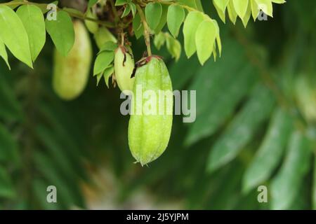 Averrhoa bilimbi green fruit isolated, bilimbi fruits hanging on its tree a background. Stock Photo