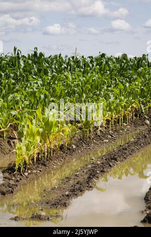 Corn field flooded with excess rain water due to the effects of climate ...