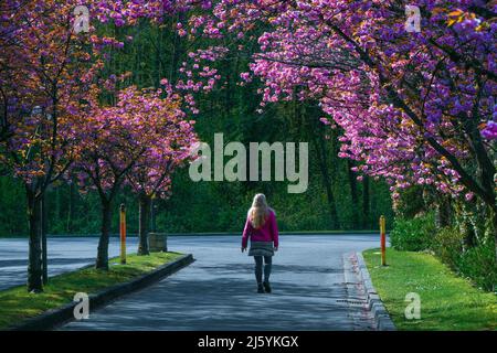 Flowering cherry trees, North Vancouver, British Columbia, Canada Stock Photo